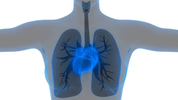 Órganos Del Cuerpo Humano Pulmones Con Anatomía Del Corazón Ilustración —  Fotos de Stock