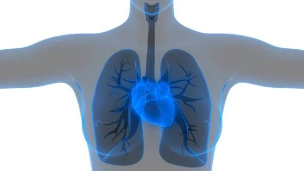 Emberi Test Szervek Tüdő Szív Anatómia Illusztráció — Stock Fotó