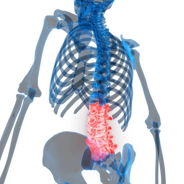 Ανθρώπινο Skeleton Σύστημα Εγκεφαλική Στήλη Οσφυϊκή Vertebrae Ανατομία Εικόνα — Φωτογραφία Αρχείου