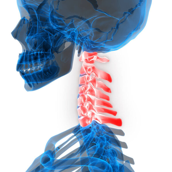Human Skeleton System Vertebral Column Cervical Vertebrae Anatomy. 3D - Illustration