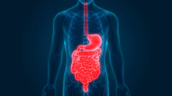 Anatomia Sistema Digestivo Humano Estômago Com Intestino Pequeno — Fotografia de Stock