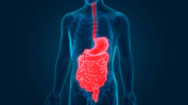 Anatomía Del Sistema Digestivo Humano Estómago Con Intestino Delgado — Foto de Stock