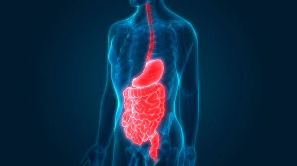 Anatomía Del Sistema Digestivo Humano Estómago Con Intestino Delgado — Foto de Stock