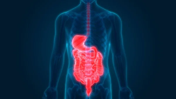 Ludzki Układ Pokarmowy Anatomia Żołądek Małym Jelitem — Zdjęcie stockowe