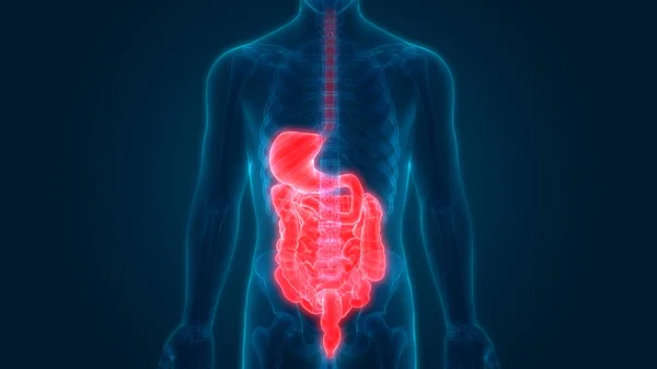 Anatomia Sistema Digestivo Humano Estômago Com Intestino Pequeno — Fotografia de Stock