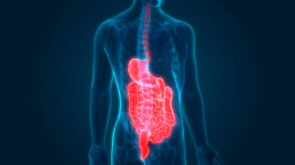 Human Digestive system Anatomy (Stomach with Small Intestine). 3D