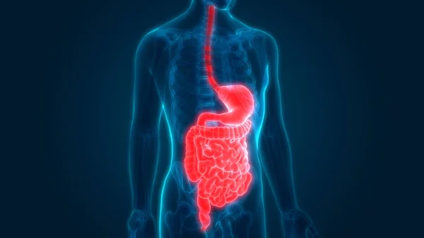 Anatomía Del Sistema Digestivo Humano Estómago Con Intestino Delgado — Foto de Stock