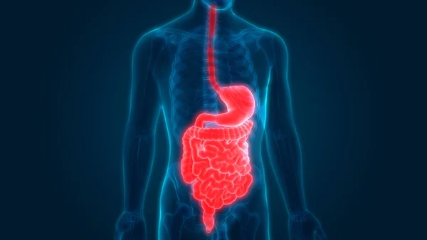 Anatomie Des Menschlichen Verdauungssystems Magen Mit Dünndarm — Stockfoto