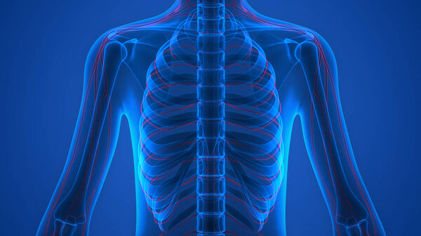 Анатомия боли в костном суставе человека (ребра). 3D - Иллюстрация
