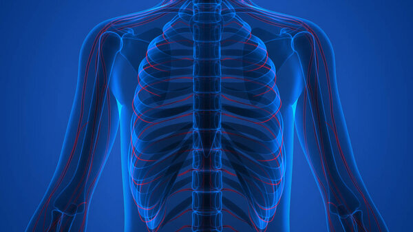 Анатомия боли в костном суставе человека (ребра). 3D - Иллюстрация
