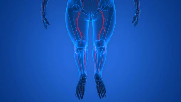 Menselijk Skelet Met Zenuwstelsel Anatomie Illustratie — Stockfoto