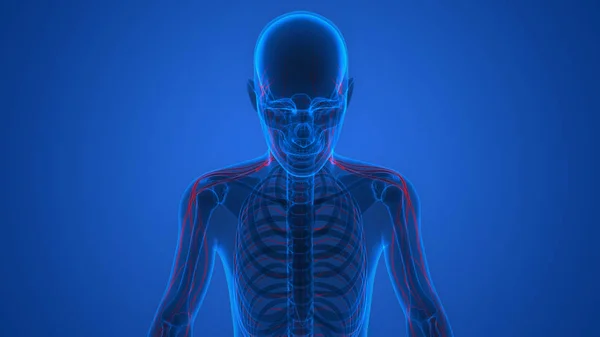 Людський Скелет Нервовою Системою Анатомії Illustration — стокове фото