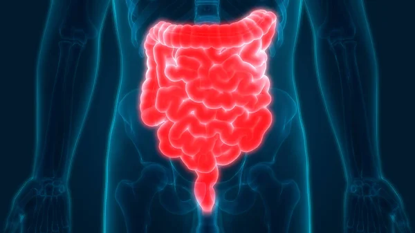 ヒト消化器系解剖学 小腸胃 イラスト — ストック写真