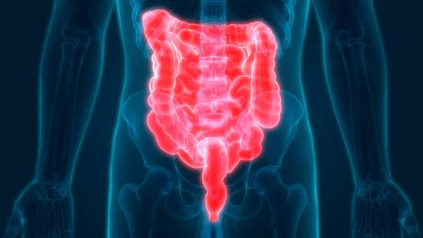 Anatomía Del Sistema Digestivo Humano Estómago Con Intestino Delgado Ilustración —  Fotos de Stock