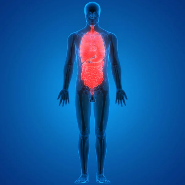 人体消化系统解剖 胃与小肠 — 图库照片