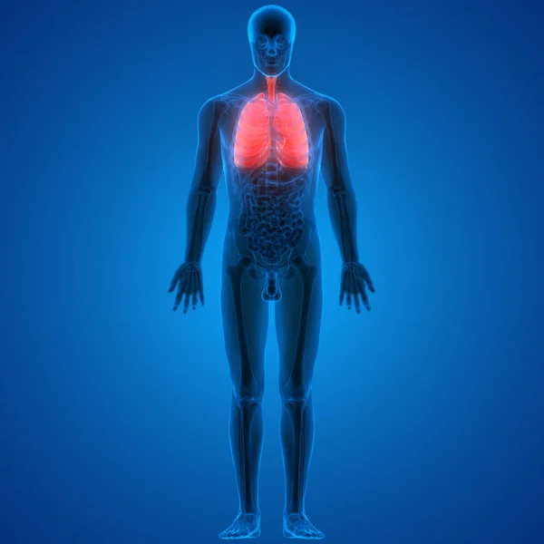 Sistema Respiratório Humano Anatomia Pulmonar — Fotografia de Stock