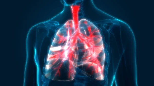 Human Respiratory System Lungs Anatomy — Stock Photo, Image