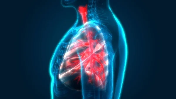 인간의 Human Respiratory System Lungs Anatomy — 스톡 사진