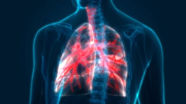Sistemul Respirator Uman Plămâni Anatomie — Fotografie, imagine de stoc