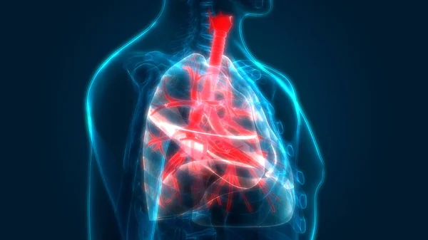 Sistema Respiratório Humano Anatomia Pulmonar — Fotografia de Stock