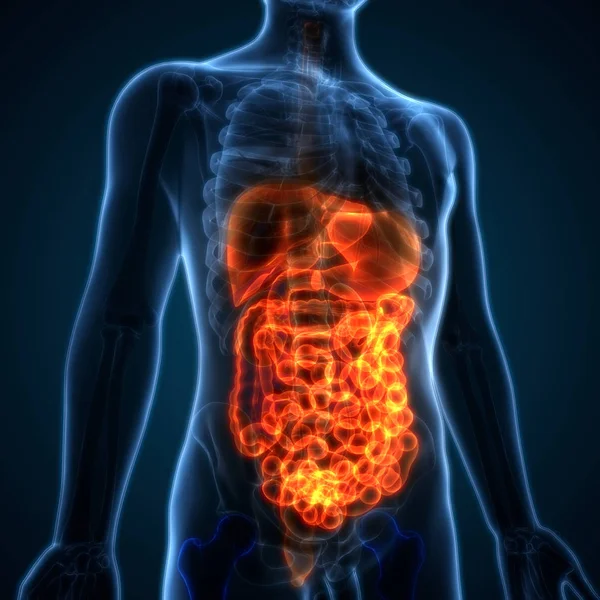 Sistema Digestivo Humano Anatomia Intestinal Grande — Fotografia de Stock