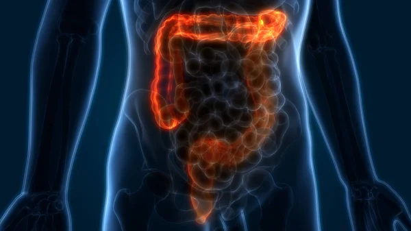 Anatomia Sistema Digestivo Humano Intestino Grande Ilustração — Fotografia de Stock