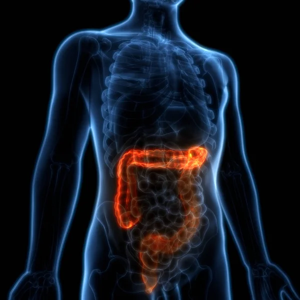 Anatomía Del Sistema Digestivo Humano Intestino Grueso Ilustración —  Fotos de Stock