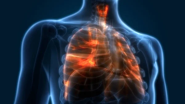 Human Respiratory System Lungs Anatomy — Stock Photo, Image