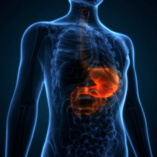 Sistema Digestivo Humano Anatomía Estomacal Vista Anterior —  Fotos de Stock