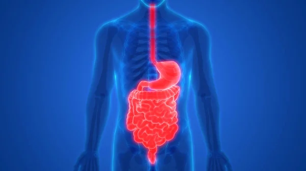 Human Digestive System Large Intestine Anatomy — Stock Photo, Image