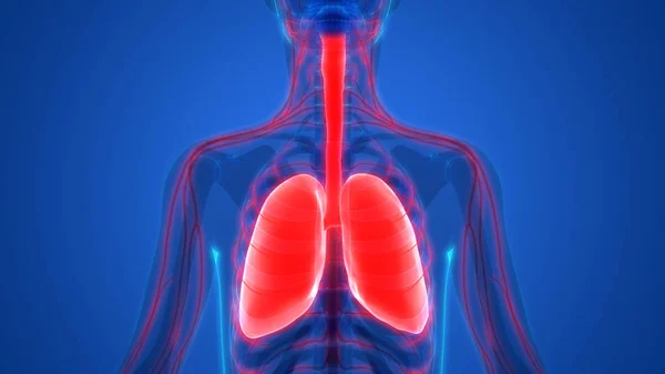 Human Respiratory System Lungs Anatomy — стокове фото