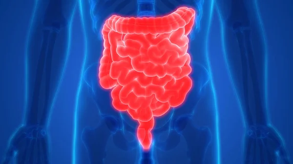 Ludzki Układ Pokarmowy Anatomia Żołądek Małym Jelitem — Zdjęcie stockowe