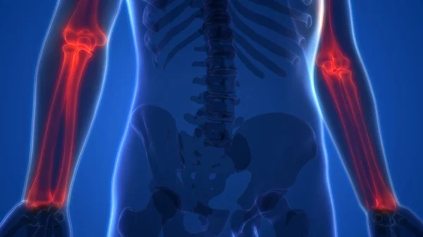 Människans Skelett System Ben Hand Leder Anatomi Illustration — Stockfoto