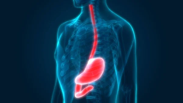 Sistema Digestivo Humano Anatomía Estomacal Vista Anterior — Foto de Stock