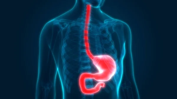 Nsan Sindirim Sistemi Mide Anatomisi Anterior View — Stok fotoğraf