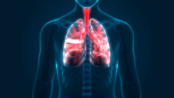 Human Respiratory System Lungs Anatomy. 3D