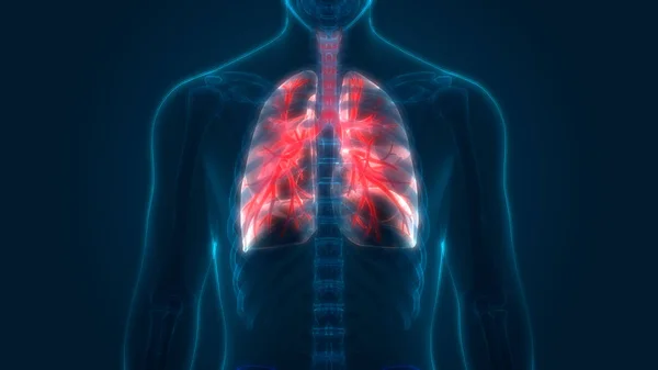 Human Respiratory System Lungs Anatomy. 3D