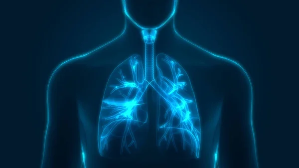 Anatomie Pulmonaire Système Respiratoire Humain — Photo