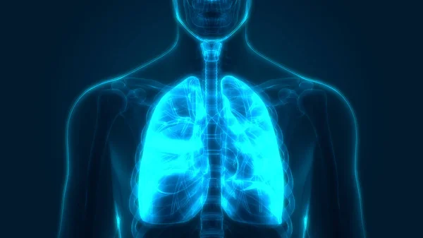 Human Respiratory System Lungs Anatomy. 3D