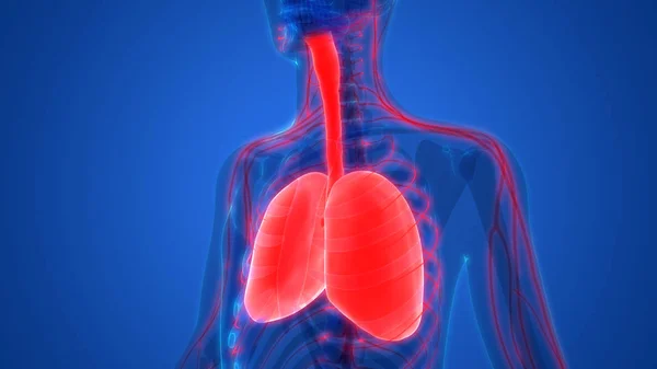 Human Respiratory System Lungs Anatomy — Stock Photo, Image