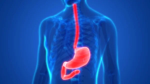 Human Digestive System Stomach Anatomy Anterior View — стокове фото