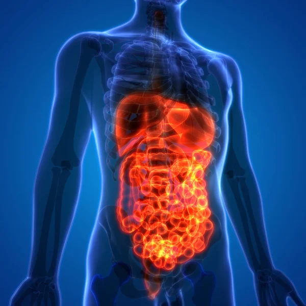 Apparato Digerente Umano Anatomia Stomaco Con Intestino Tenue — Foto Stock