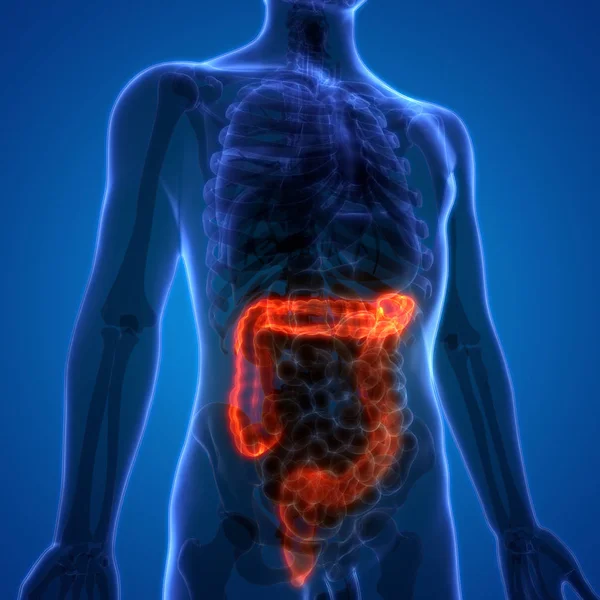 Anatomía Del Sistema Digestivo Humano Intestino Grueso Ilustración —  Fotos de Stock