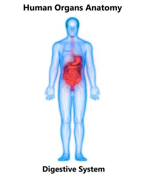 Анатомия Пищеварительной Системы Человека Желудок Малым Кишечником — стоковое фото