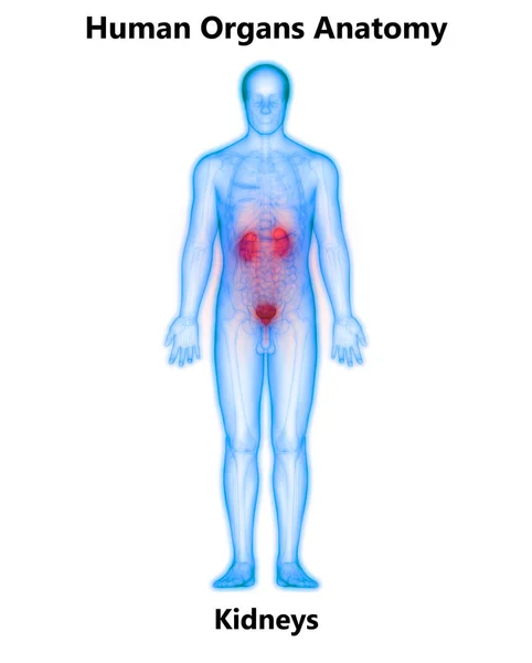 Anatomía Renal Del Sistema Urinario Humano —  Fotos de Stock