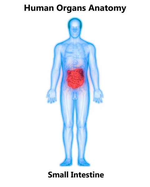 Anatomía Del Sistema Digestivo Humano Estómago Con Intestino Delgado — Foto de Stock