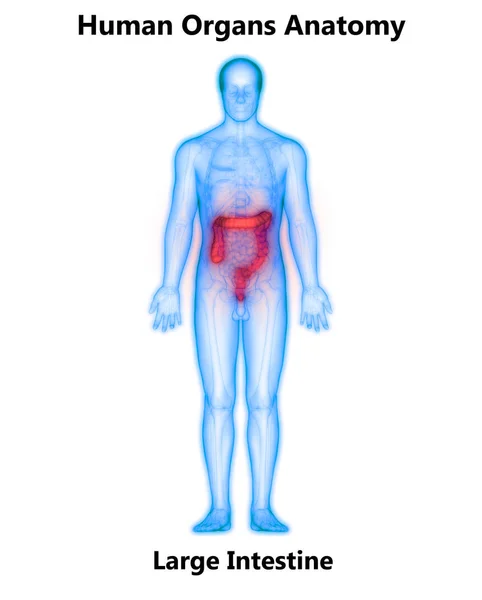 Emberi Emésztőrendszer Anatómia Nagy Belek Illusztráció — Stock Fotó