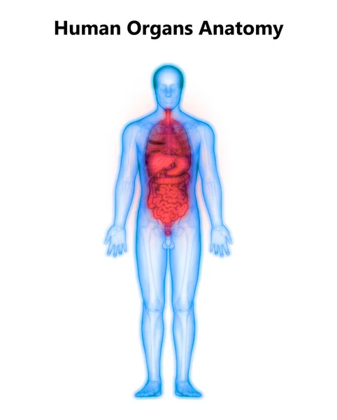 Anatomia Sistema Digestivo Humano Estômago Com Intestino Pequeno — Fotografia de Stock