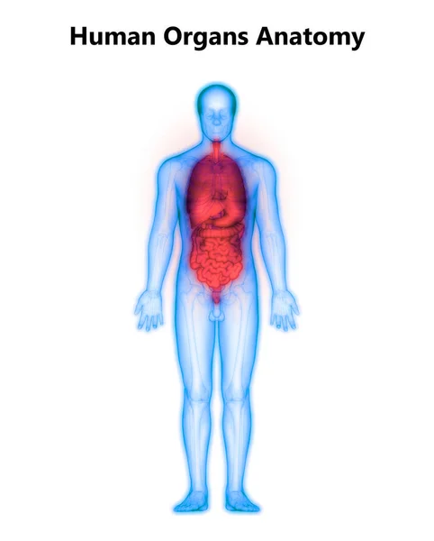 Human Digestive System Anatomy Stomach Small Intestine — ストック写真