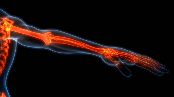 Human Skeleton Bone Joint Pains Anatomy (Hand Joint). 3D - Illustration
